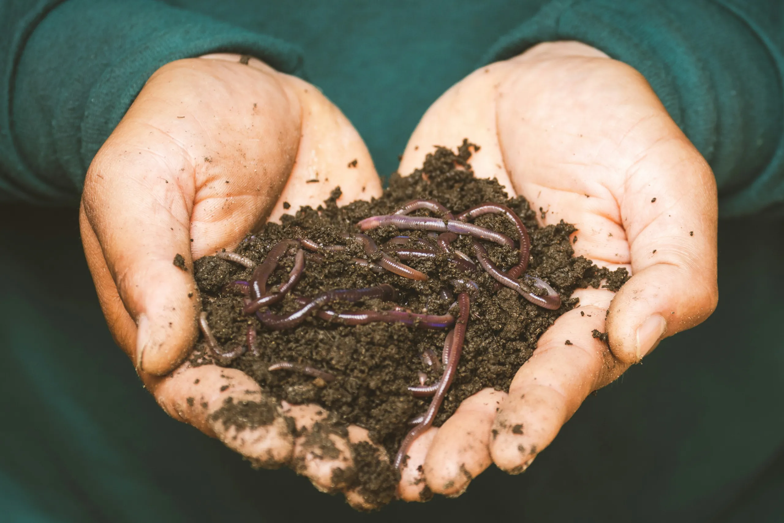 Hands cupped together holding soil and earthworms in the shape of a heart